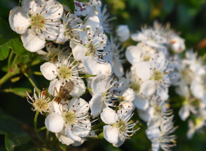 Growing Wild - bird’s foot trefoil and whitethorn