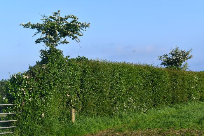 Whitethorn sapling retained in Topped hedge