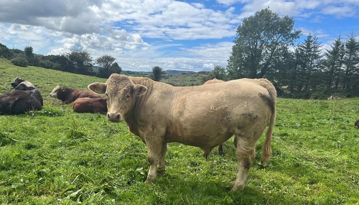 Finishing autumn born bulls down Cork side