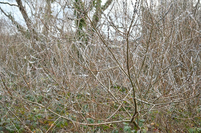 Willow Catkins