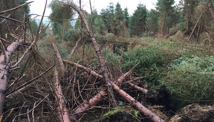 Storm Éowyn forces cancellation of CalfCare event and One-to-One Forestry Clinic