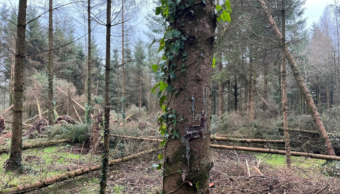 Navigating the post-storm timber harvesting and marketing process