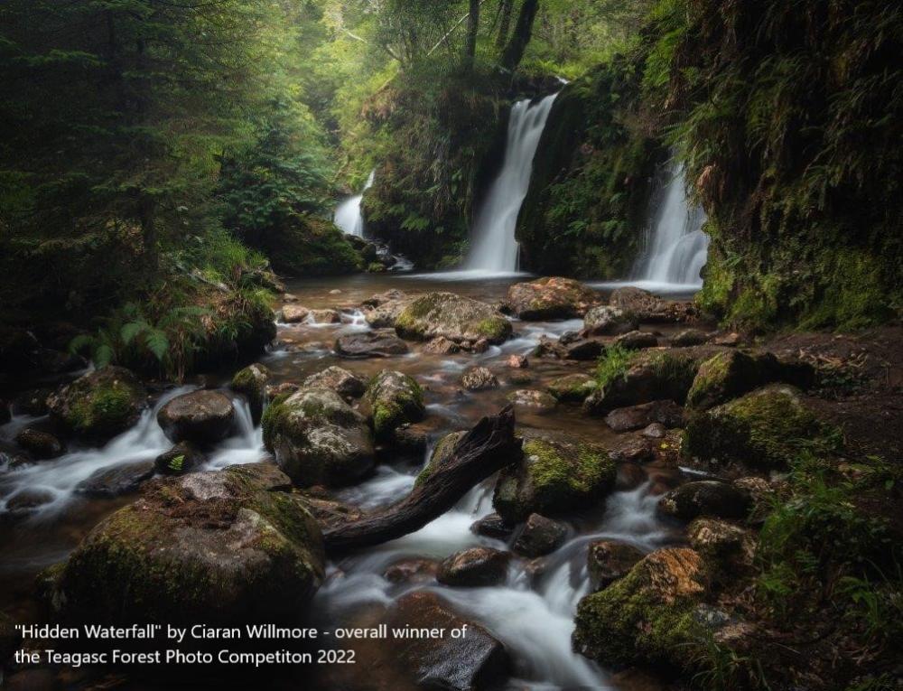 forest photo competition Winner Ciaran Willmore, Hidden Waterfall