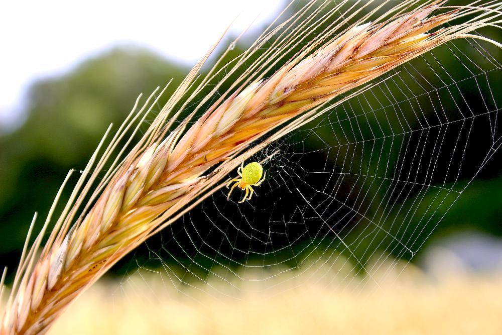 “Bio-Control” by Fiona Hutton was the overall winner of the Teagasc Vision of Research and Innovation photography competition 2022. Fiona’s winning image, showcases the common native species Green-Orb Weavers at work in a rye field.