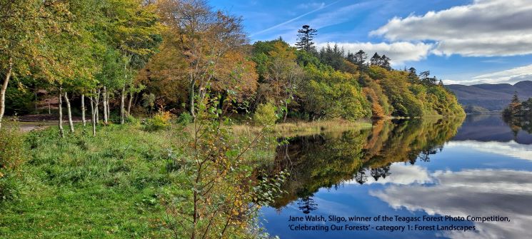 Huge Response to Landscape Category of Teagasc Forest Photo Competition