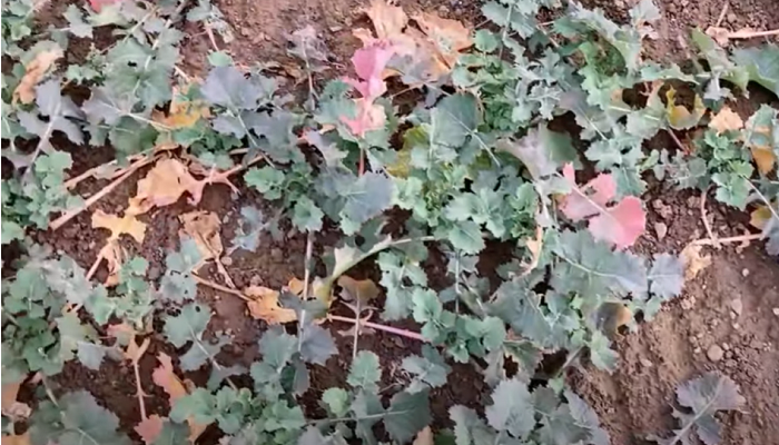 Tillage Update - 10th February 2022