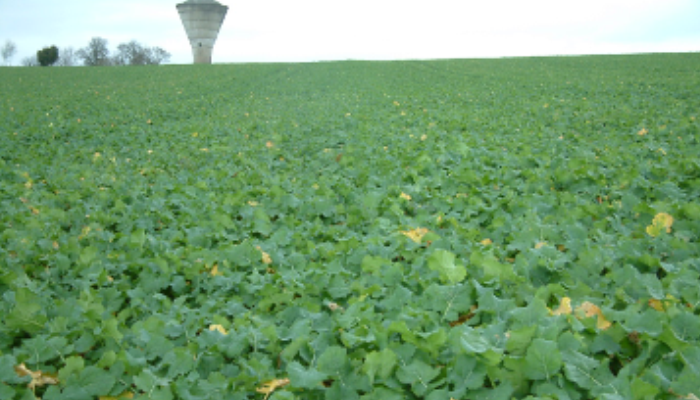 Crop monitoring is an important part of Integrated Pest Management