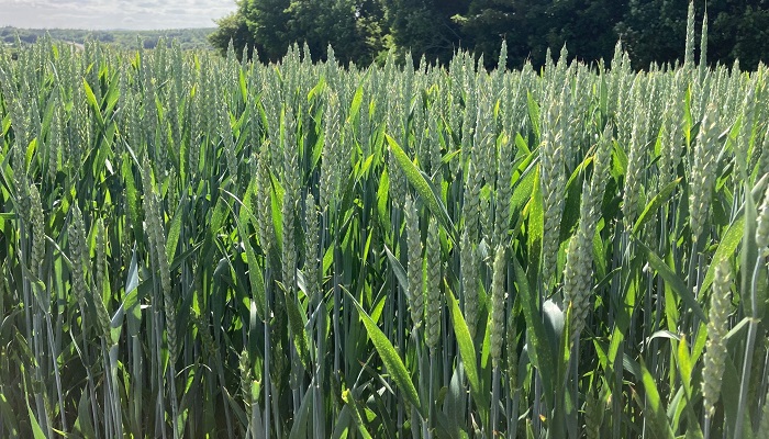 IPM approaches to controlling cereal diseases