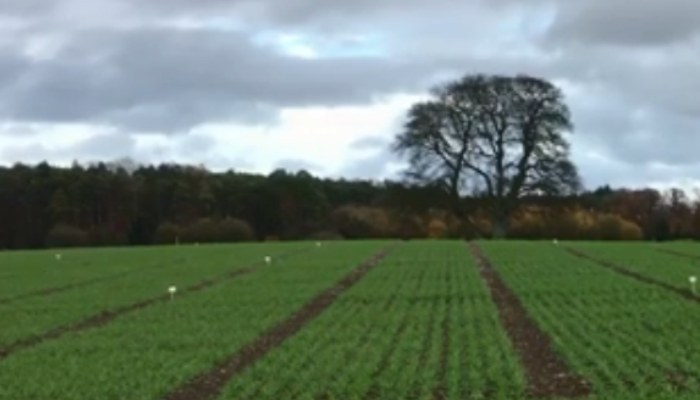 Crops Update - Winter Cereal Growers choose your cereal variety carefully