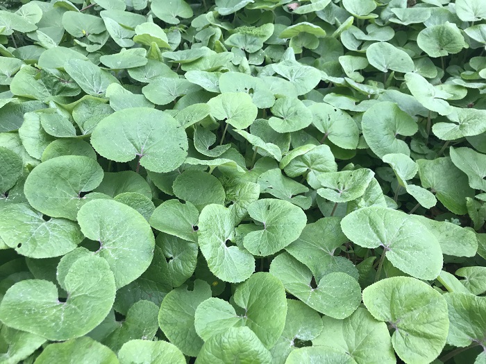 Winter heliotrope