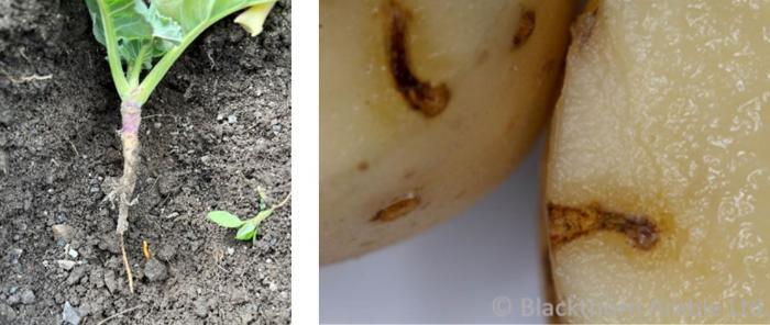 Wireworm damage to Brassicas and potatoes