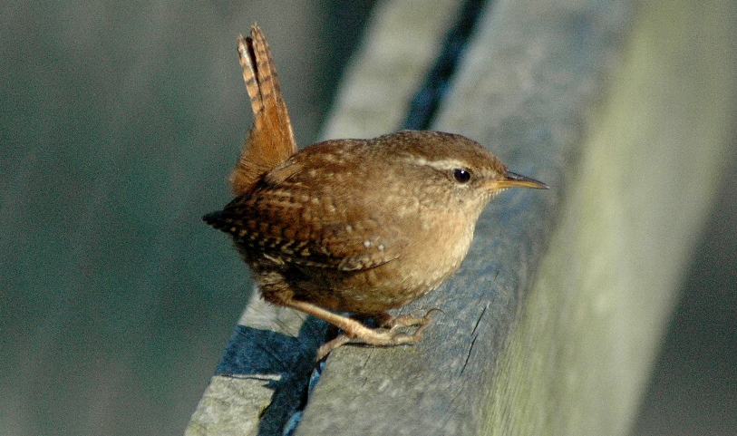 Wren - (Brian Burke) 