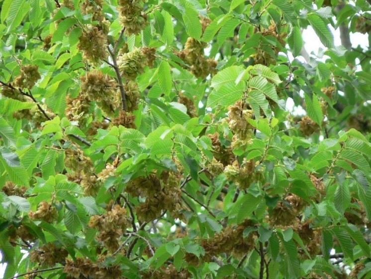Wych elm