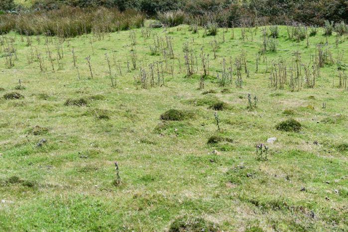 Yellow meadow ant habitat