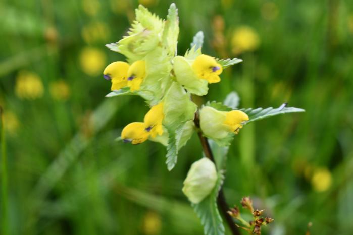 Growing Wild: Yellow Rattle, Bog asphodel, Devil’s bit scabious and marsh fritillary butterflies