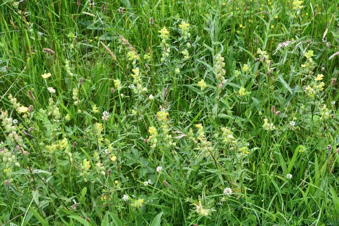 Yellow rattle habitat