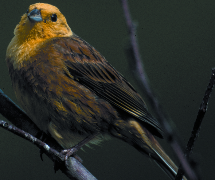 A yellowhammer perched on a branch