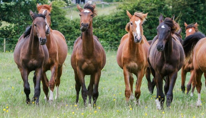 Soil and Fertiliser Advice for Equine Farms