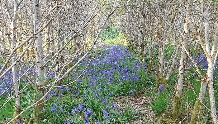 10 simple ideas to make your forest ecologically more diverse!