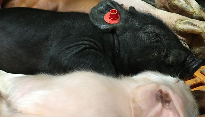 Pig Research Update - ZINCO
