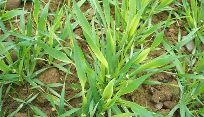 Tillage Update 12th May 2022