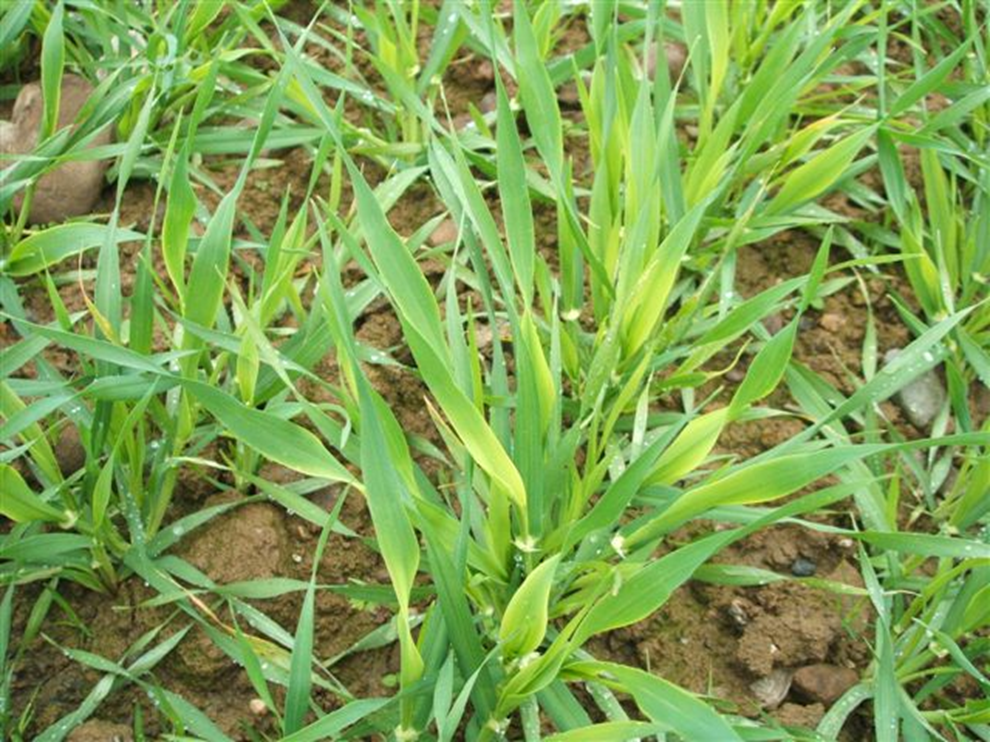 Zinc deficiency in barley