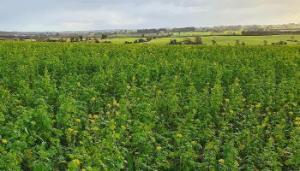 A photo of a mix of cover crops taken from above with grass fields and blue sky in the background