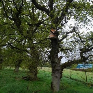 A log hive in a tree