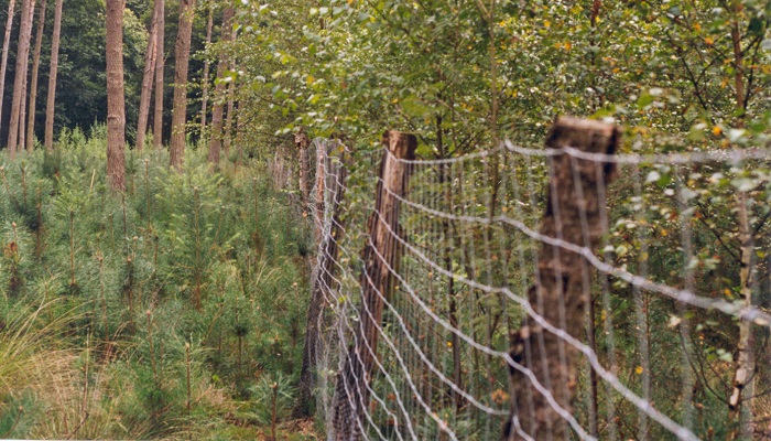 How to improve the biodiversity value of your forest - Part 1
