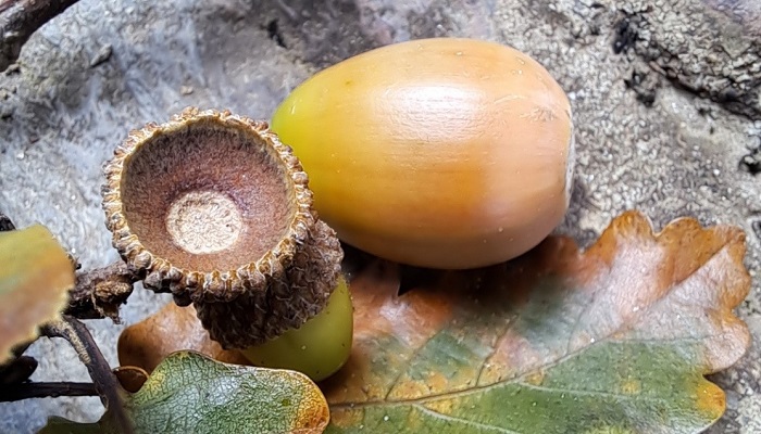 Acorn Alicia Dempseys entry to the Teagasc Forest Photo Competition 2023