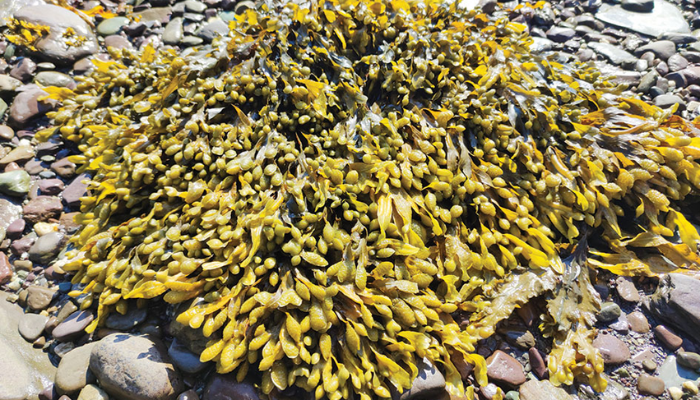 Using algae to bring relief for IBD patients