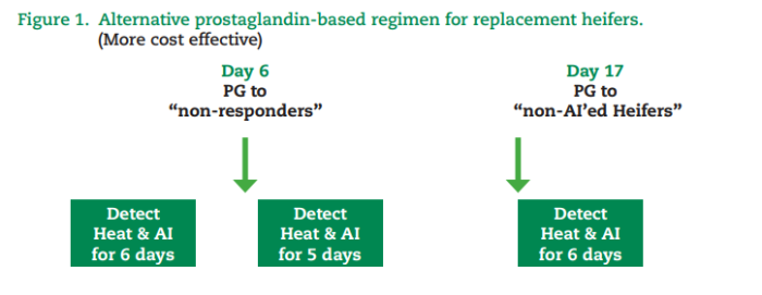 alternative prostoglandin based regimen for replacement heifers, more cost effective. Detect heat and AI for 6 days, Day 6 PG to non responders, detect heat and AI for 5 days, Day 17 PG to non AI'ed heifers, detect heat and AI for 6 days