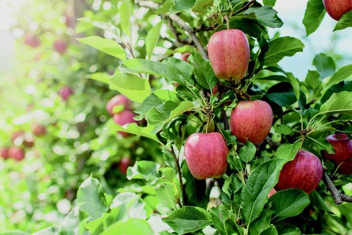 apples growing on tree