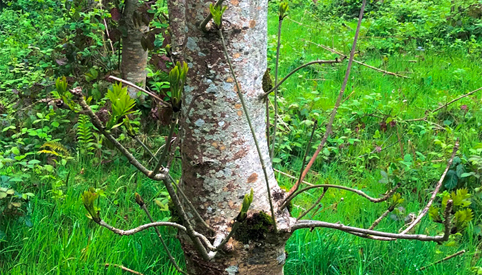 Emerald ash borer – the latest threat to ash trees