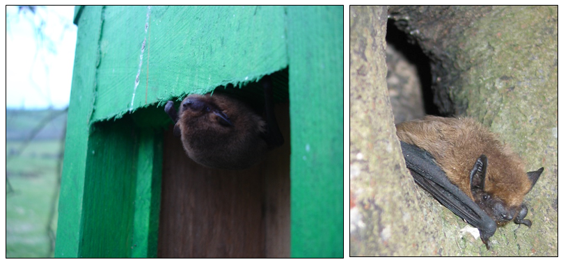 Left to Right: Common pipistrelle (Photo: Donna Mullen) and soprano pipistrelle (Photo: Tina Aughney)