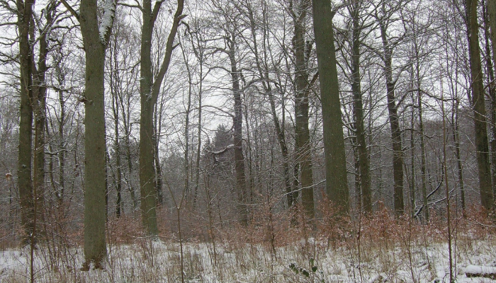 Natural Regeneration in Irish Woodlands: Germination