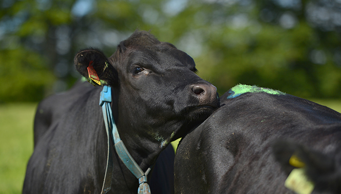 Heat detection - what is the key to success?