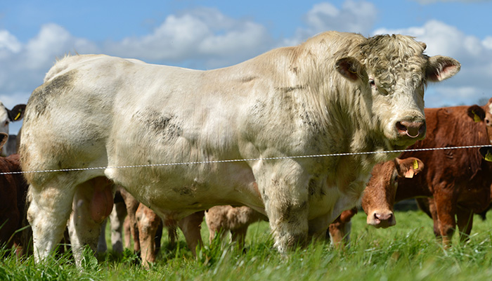 Completing a bull 'NCT' ahead of breeding