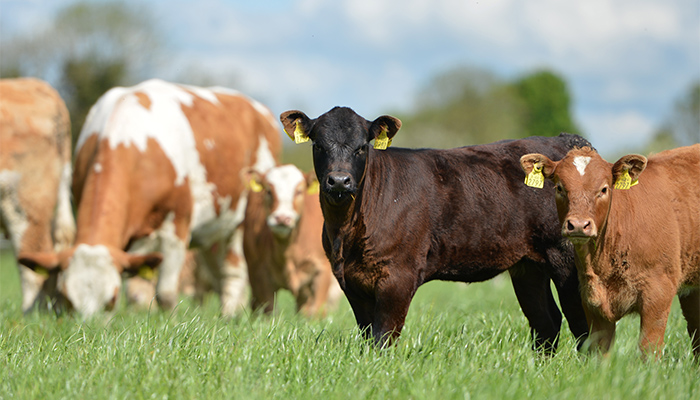 Grassland and Cattle Management in July