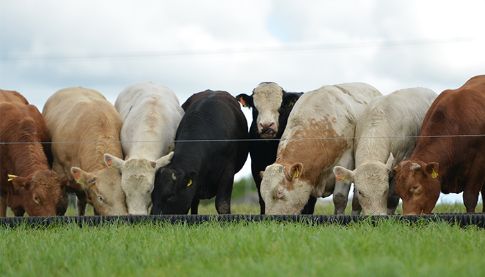 Rumen microbiome as a predictor of methane output