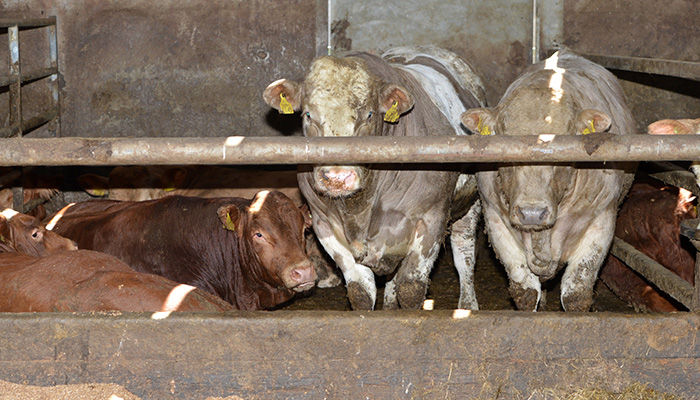 Can oats, beans or peas play a role in beef cattle diets?