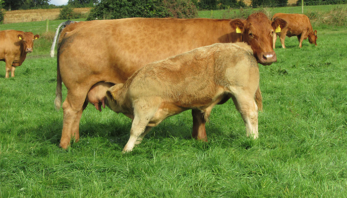Finding the most efficient cows in your suckler herd