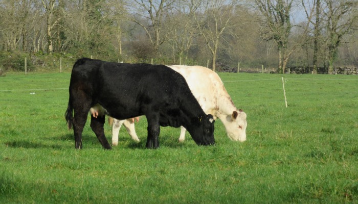How to deal with late calving cows?