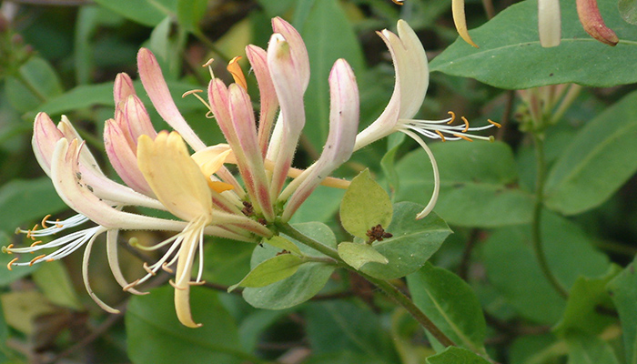 Doing less boosts biodiversity