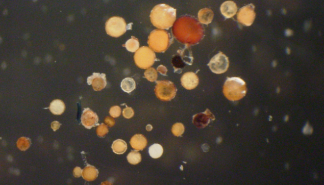 The soil microbiome and soil health