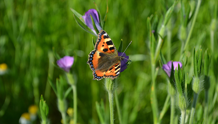 Managing Margins with Nature in Mind