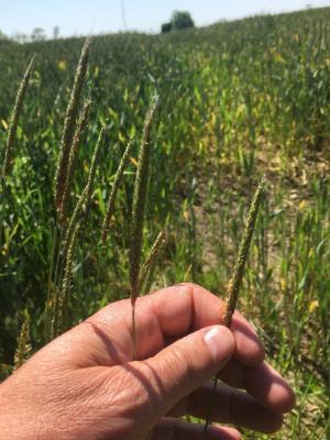 black grass