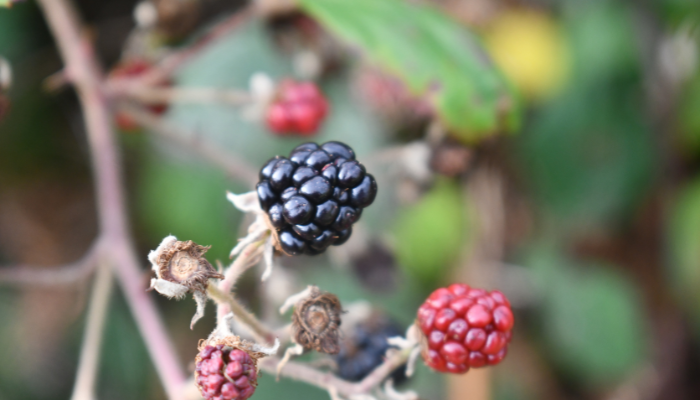 blackberry plant