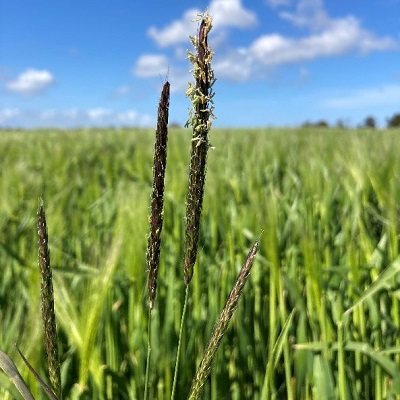 Blackgrass in a tillage field