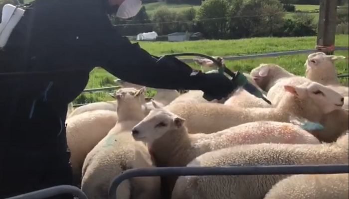 Cover image for Blowfly control in sheep flocks article